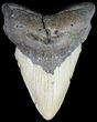 Bargain Megalodon Tooth - North Carolina #49527-1
